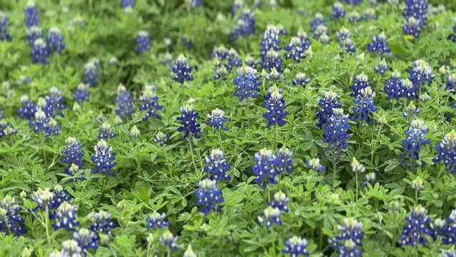 Bee pollinating bluebonnet flowers