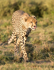 Africa, Tanzania ,Serengeti National Park , a cheetah in hunting mode.