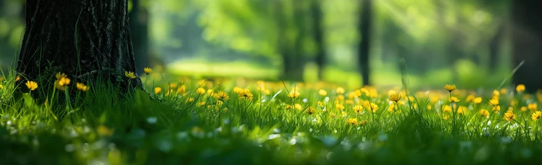 Abwaschbare Tapeten Wiese, Sumpf Summer and spring background concept. Beautiful meadow field with fresh grass and yellow dandelion flowers.