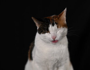 Fototapeta premium Cat photos