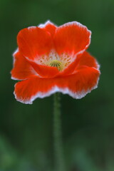 Fototapeta premium 堂々としたヒナゲシ