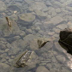 background of transparent sea water and bottom rocks