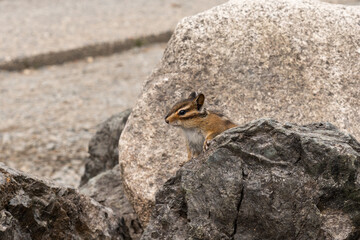 A Young Chipmunk Sitting on a Rock
