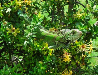 Tortugas,iguanas gentiles animales como venidos directamente desde la prehistoria. © FILIPPO
