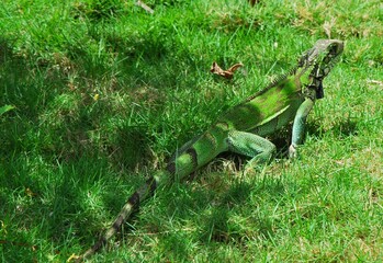 Tortugas,iguanas gentiles animales como venidos directamente desde la prehistoria. © FILIPPO