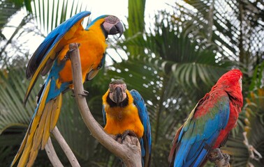 Guacamayas!Rojas,azules escandalosas desde la mañana temprano!