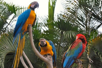 Guacamayas!Rojas,azules escandalosas desde la mañana temprano!