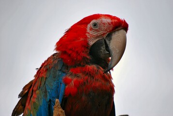 Guacamayas!Rojas,azules escandalosas desde la mañana temprano!
