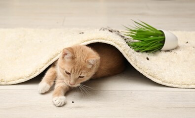 Cute ginger cat near overturned houseplant under carpet at home
