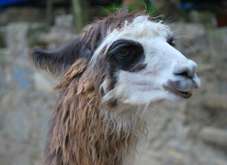 Obraz premium La diversidad que hay en los mamiferos es casi infinita,pequeños,grandes dociles,salvajes.