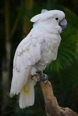 Cacatuas!Nos exiben con orgullo su bellisimo plumaje impecablemente blanco!