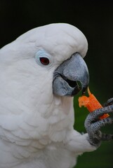 Cacatuas!Nos exiben con orgullo su bellisimo plumaje impecablemente blanco!