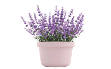 Lavender Garland Designs isolated on transparent Background