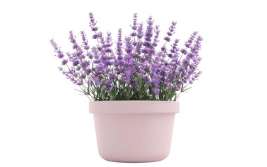 Fototapeta premium Lavender Garland Designs isolated on transparent Background