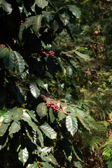 Aribica coffee beans plant for nature background.