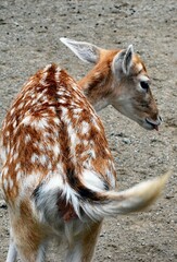 La diversidad que hay en los mamiferos es casi infinita,peque&ntilde;os,grandes dociles,salvajes.