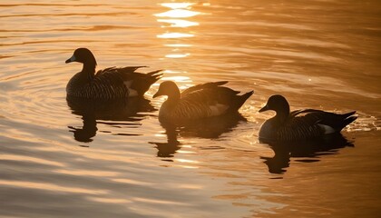 Ducks With Golden Sunlight Highlighting Their Feat