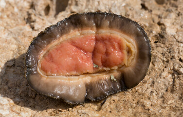 Acanthopleura haddoni, tropical species of chiton. The fauna of the Red Sea. A marine molluscs on a rock.