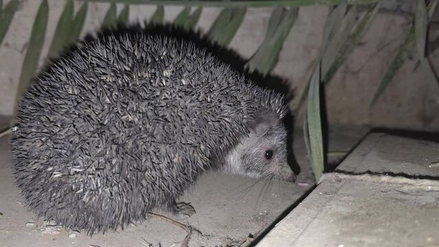 Indian long-eared hedgehog (Hemiechinus collaris) at night 4k clip