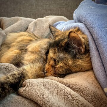 Cat cuddled up and cozy in some blankets