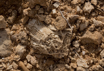 Fossil corals of the Red Sea. Ancient creatures, turned into stone. Reef corals.