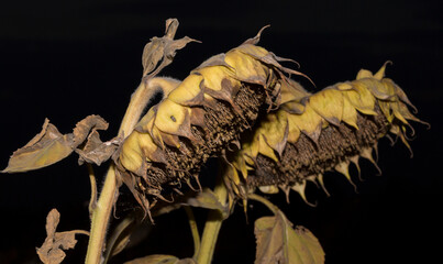 Helianthus, sunflower close-up. Ripe agricultural crop, before harvesting.