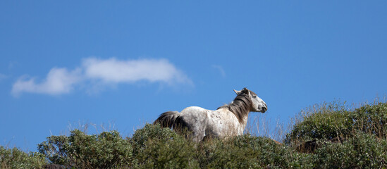 Older white stallion wild horse under blue sky in the Salt River wild horse management area near...
