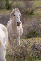 Angry white stallion wild horse in the Salt River wild horse management area near Mesa Arizona United States