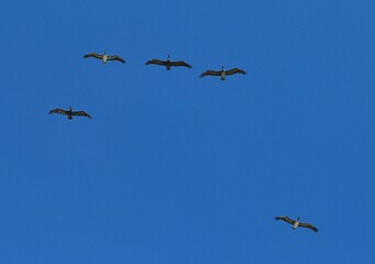 Pelicanos sobrevolando el mar cerca de la costa listos para alcanzar un pez!