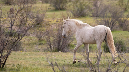 Proud white stallion wild horse in the Salt River wild horse management area near Mesa Arizona...