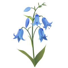 Illustration of the Royal Bluebell in a minimalist vector style, with bright, eye-catching colors