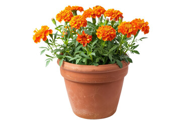 Floral Essence: Marigold Pot isolated on transparent Background