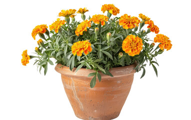 Marigold Bloom Vessel isolated on transparent Background