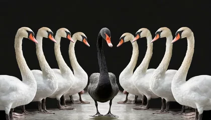 Fotobehang One black swan in a flock of white swans illustrating an anomaly or oddity © Rex Wholster