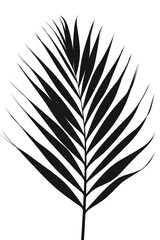 Shadow Leaf Silhouette on Transparent Background
