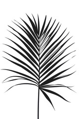 Palm Leaf Shadow on Transparent Background