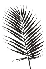 Shadow of Tropical Palm Leaf on Clear Background