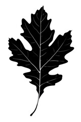 Fototapeta premium Shadow of a Detailed Oak Leaf Silhouette