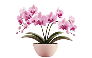Potting Orchids: A Guide to Flowering Beauty isolated on transparent Background