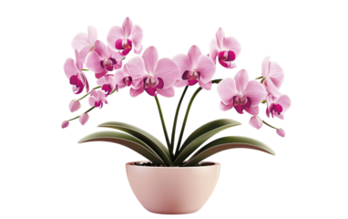 Potting Orchids: A Guide to Flowering Beauty isolated on transparent Background