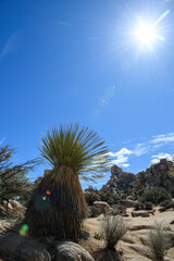 vertical wide picture looking up along a mojave yucca plant into a sunny bright blue sky with...
