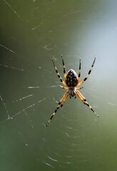 A yellow orange spider waiting for its next prey on its web