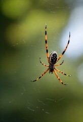 A yellow orange spider waiting for its next prey on its web