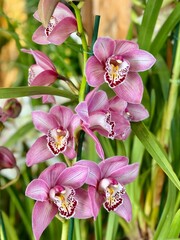 Cymbidium hybrid exotic orchid flowers