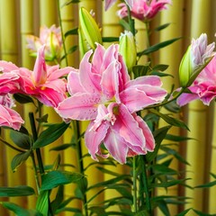 ひっそりと咲く満開のピンクの八重のユリ