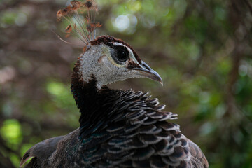 Peacock is a genus of large birds in the pheasant family. The most beautiful bird among the...