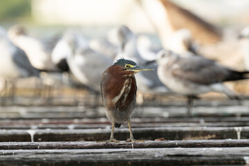 Bare throated tiger heron on a deck  with a group of seagulls