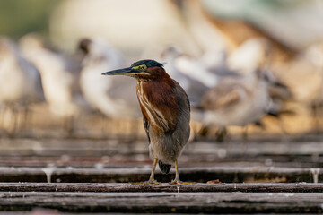 Bare throated tiger heron on a deck  with a group of seagulls