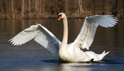 A Swan With Its Wings Raised Displaying Its Domin - obrazy, fototapety, plakaty