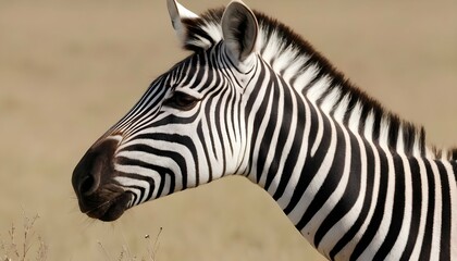 A Zebra With Its Muzzle Stained From Grazing